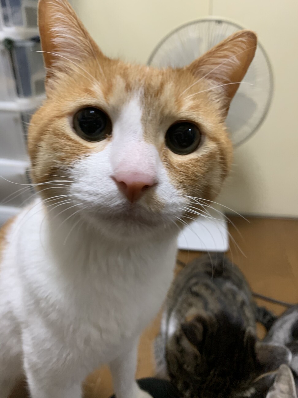 愛猫が8歳で肥大型心筋症で亡くなりました。(相談#6490) :: ペットの