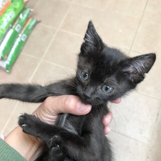ロクちゃん、とても真面目です。