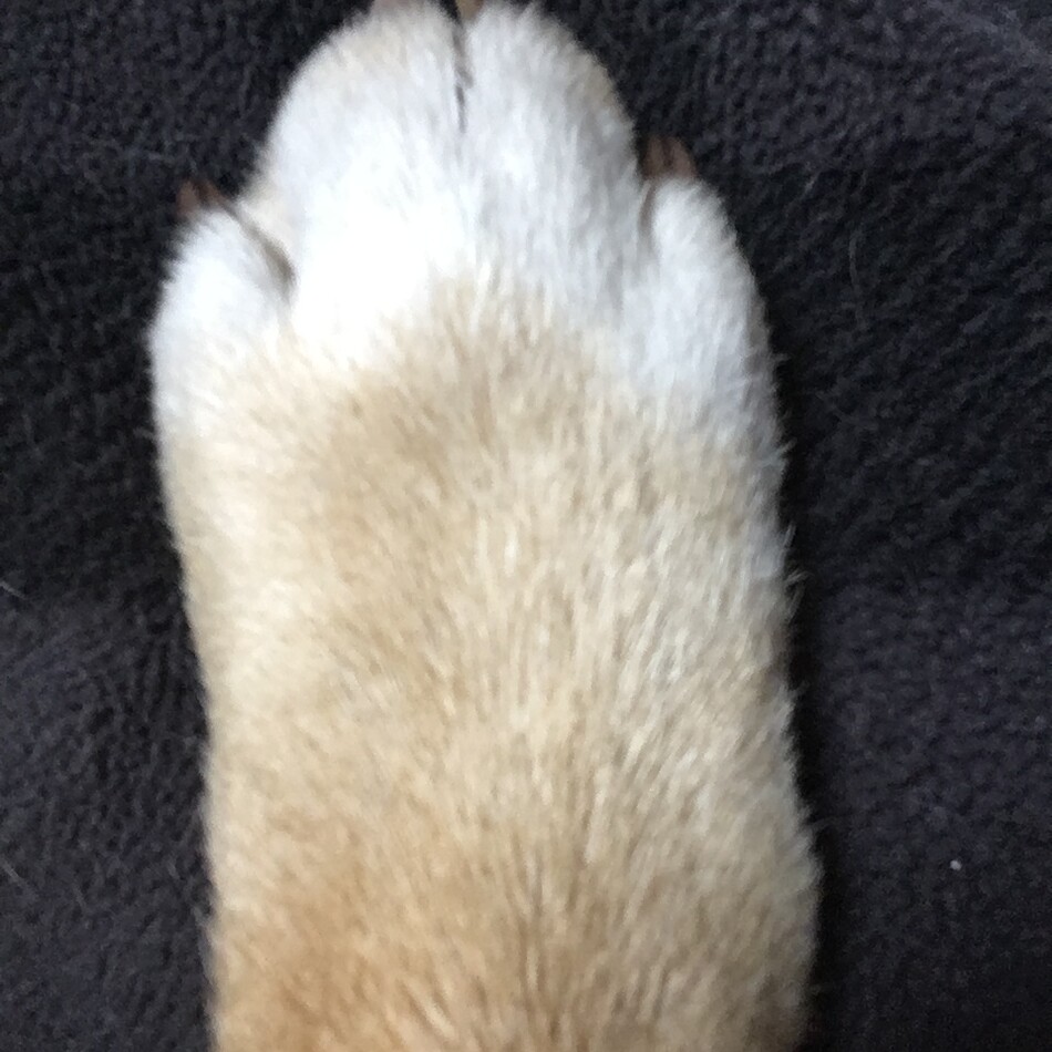 渡邉まるのカバー写真