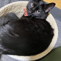 ひじき