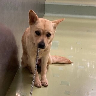 多頭持ち込みの可愛い女の子