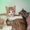子猫の頃のマリー(*´-`)
