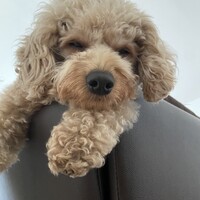きなこ