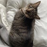 みゃーこ