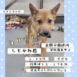 「倉敷から、絶賛家族募集中！その2.→全頭卒業！」サムネイル1