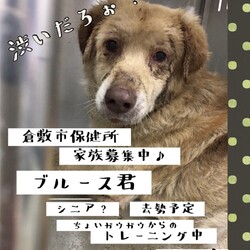 「倉敷から、絶賛家族募集中！その2.→全頭卒業！」サムネイル3