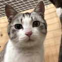 松治郎、丸顔で足短めです