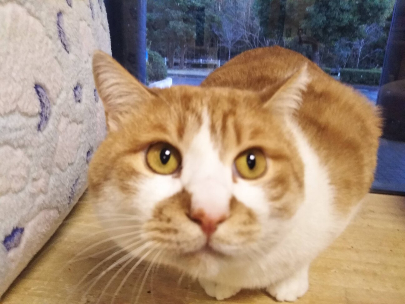 丸顔か可愛い茶白のふくお君 千葉県 猫の里親募集 3577 ペットのおうち 月間利用者150万人