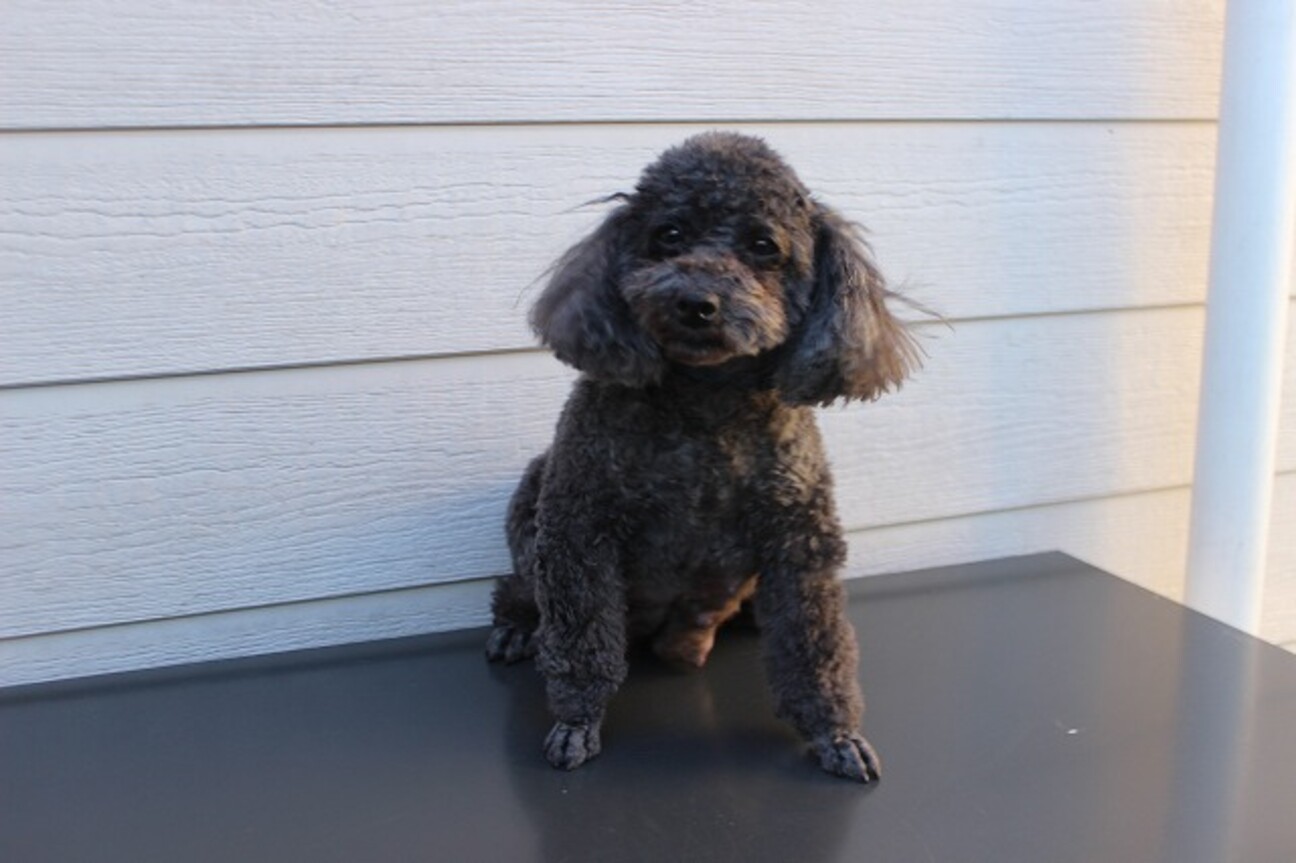 トイプードルのブラックの女の子 千葉県 犬の里親募集 3577 ペットのおうち 月間利用者150万人