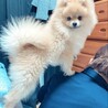 ぶー&ぶー