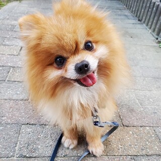 スーパーキュートでドキドキしちゃう！まさむねくん！