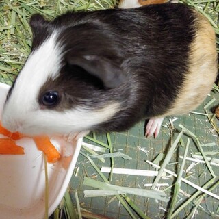 モルモット里親募集