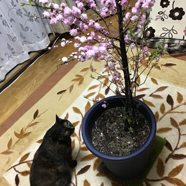 お花見よ❣️みんなあつまったかなぁ？