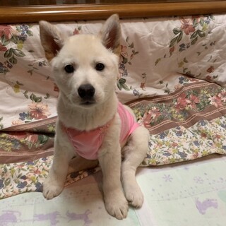 人懐こく尻尾ふりふり”カオリ”ちゃん