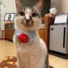 チョコのあ