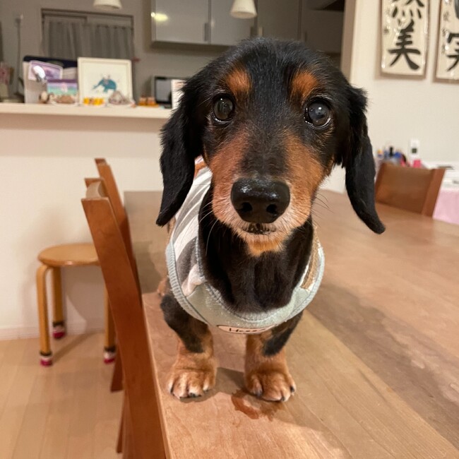 チョコのあのカバー写真