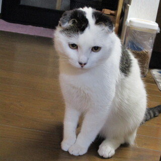 スコちゃん、見慣れるとかわいいんです！