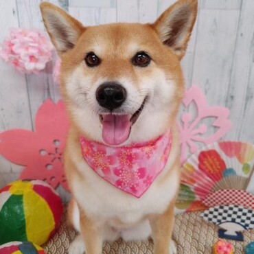 トリミングサロンでニコニコ(⑉• •⑉)