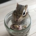 里親募集　シマリス　オス　2歳　