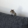 里親募集　シマリス　オス　2歳　 サムネイル2