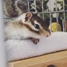 里親募集　シマリス　オス　2歳　 サムネイル3