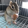 里親募集　シマリス　オス　2歳　 サムネイル4