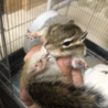 里親募集　シマリス　オス　2歳　 サムネイル5