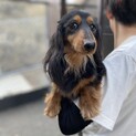 ダックスのこげ太