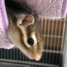 里親募集　シマリス　オス　2歳　 サムネイル6