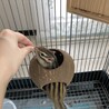 里親募集　シマリス　オス　2歳　 サムネイル7