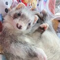 フェレちゃん2歳