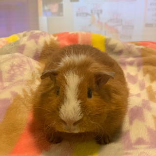 幼生期のかわいい♀モルモットです