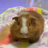幼生期のかわいい♀モルモットです サムネイル2