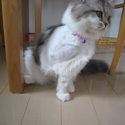 ３本足のスコ　ピコラ