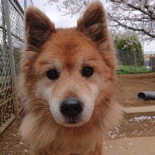 無駄吠えなし、チャーミングなモコモコカイくん！