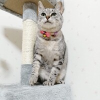 キャビ
