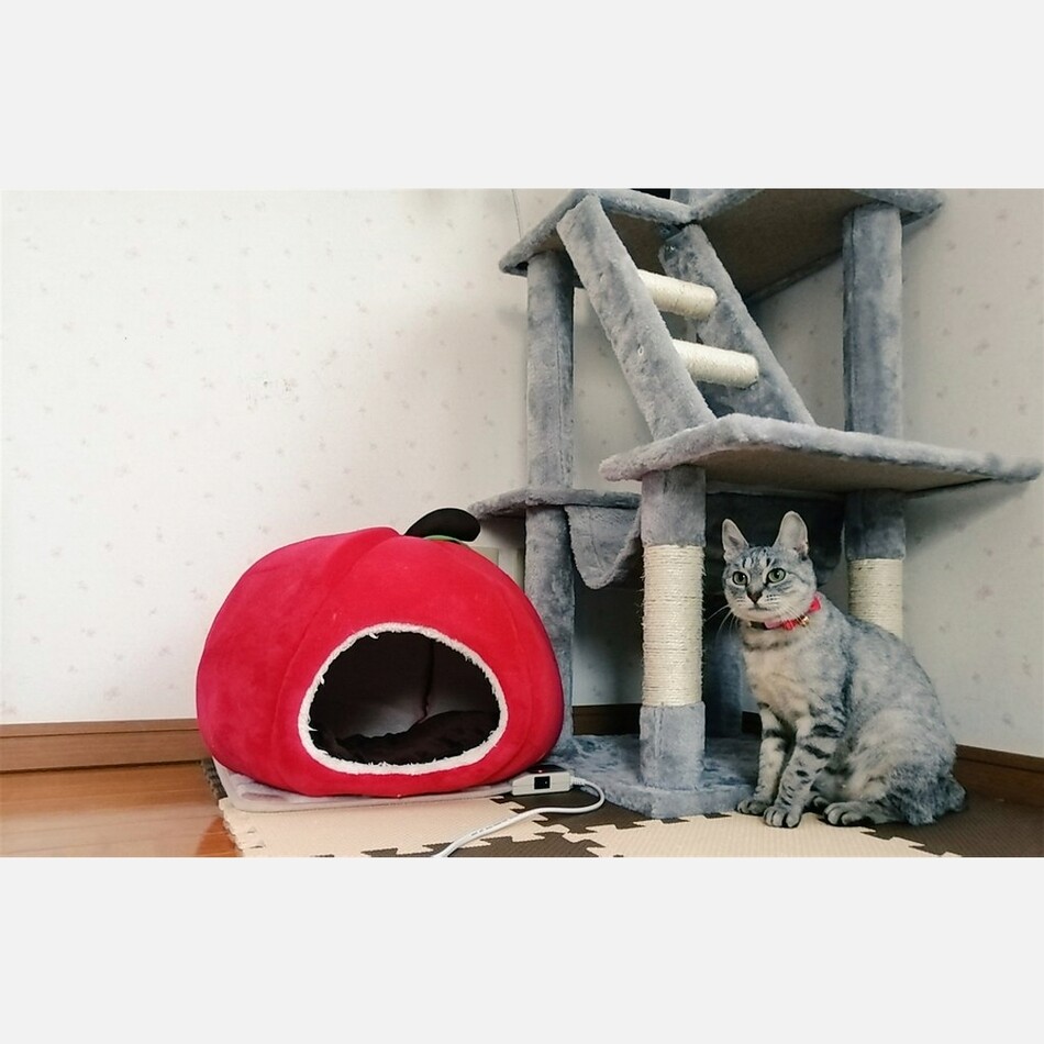 キャビのカバー写真