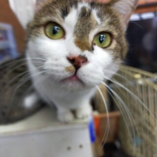 キジシロの男の子セブン君