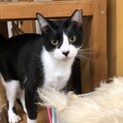 白黒猫のカボス君