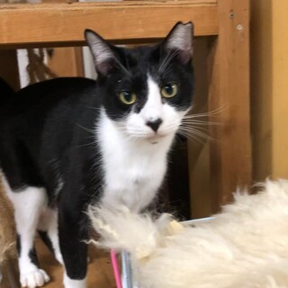 白黒猫のカボス君