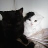 ゴージャスな白黒長毛　ヨコちゃん サムネイル3