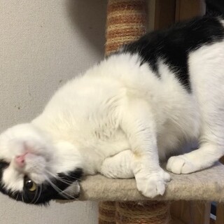 落ち着いていて、かなりの社交的❤️こはるさん