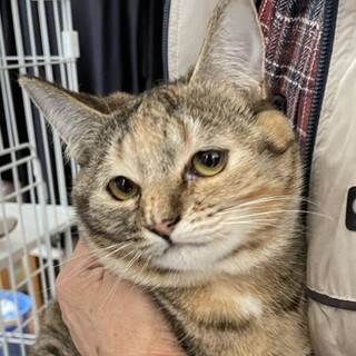 募集停止　甘えん坊キジトラ女子ぴーちゃん