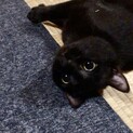 挨拶はかわいいシャー！黒猫きいちゃん  2歳