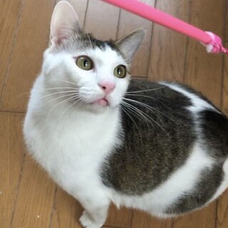 超甘えん坊❗️ぽっちゃり❤️キジ白くら君