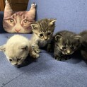 珍しい模様の子猫4匹　1匹から募集OK 