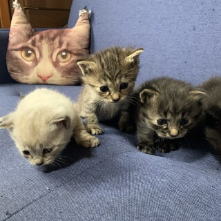 珍しい模様の子猫4匹　1匹から募集OK 
