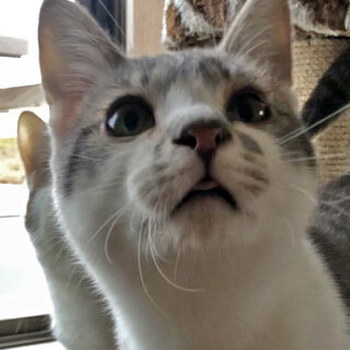 かまって❤️甘え上手な可愛いグレーサバ白まー