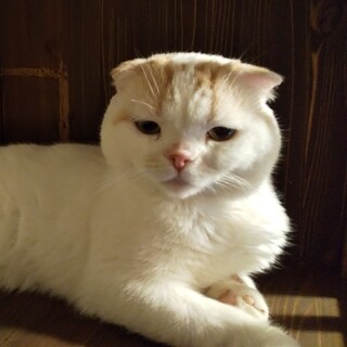 【ブリーダー廃業】しょんぼり顔のべた馴れスコティ