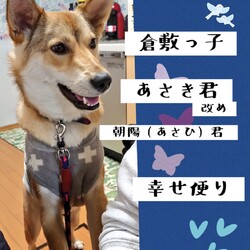 「倉敷っ子、朝陽(あさひ)君の幸せ便り」サムネイル1